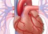 درمان بیماری ضعف قلب با داروی گیاهی