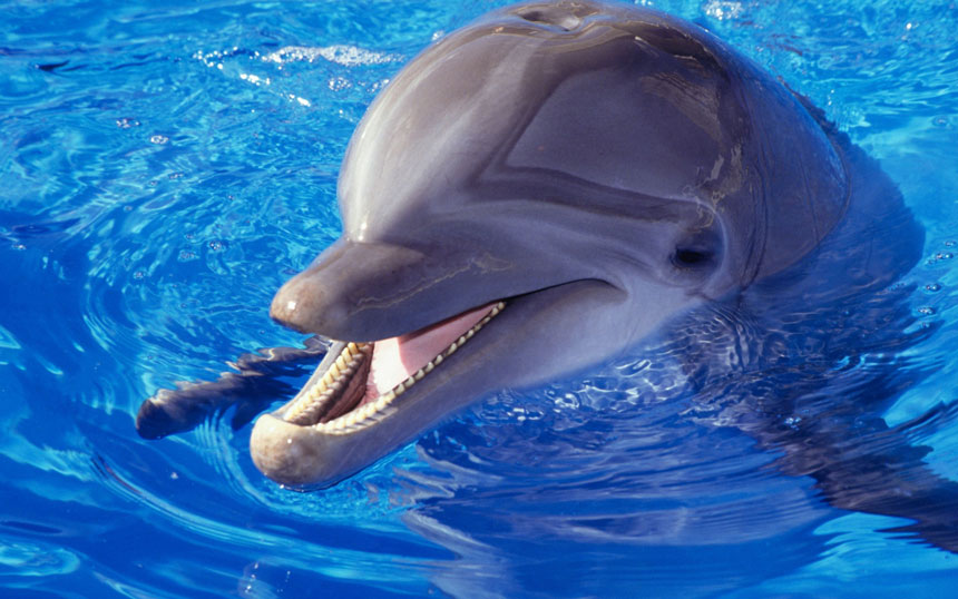 دانستنی های جالب درباره دلفین ها
