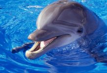 دانستنی های جالب درباره دلفین ها